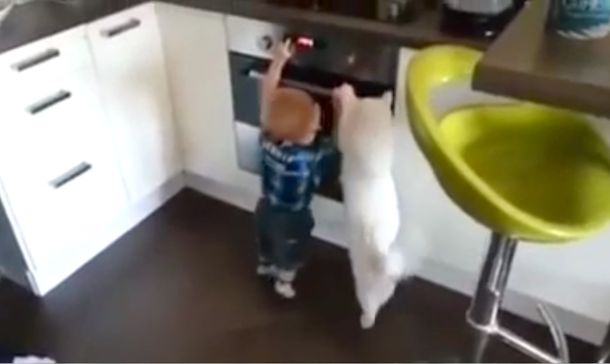 Mirá el video del gato más protector del mundo