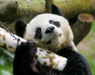 Sacrificaron al panda más longevo del mundo que vivía en cautiverio