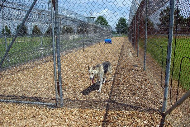 Cruzan perros con lobos y crean nueva especie para vigilar a los presos