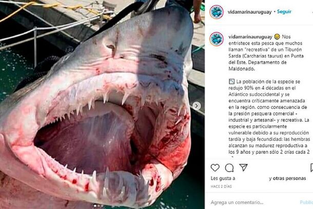 Alarma en Punta del Este por la pesca de tiburones en peligro de extinción que no están protegidos