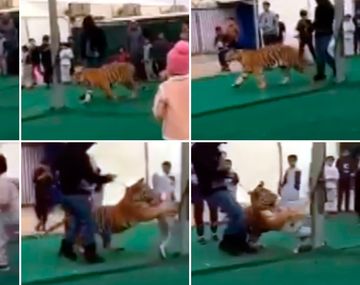 Un tigre atacó a una nena en Arabia Saudita.
