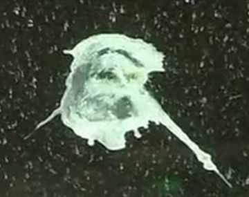 Insólito: encuentran la imagen de Jesús en excremento de aves