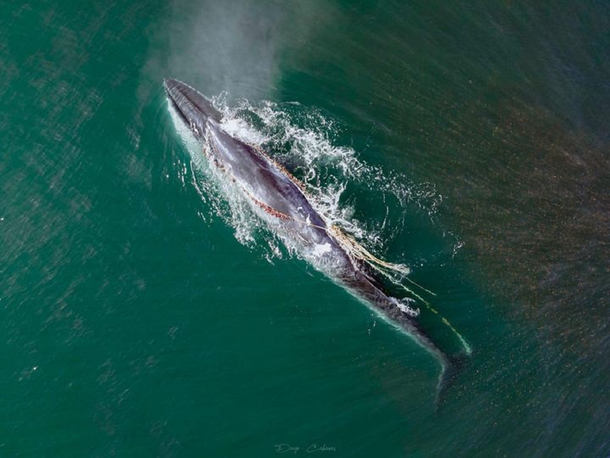 Divisan en las costas de Chubut a una ballena Sei enmallada