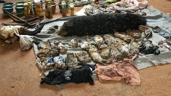 descubren 40 cachorros de tigre muertos en un templo budista de tailandia descubren 40 cachorros de tigre muertos en un templo budista de tailandia