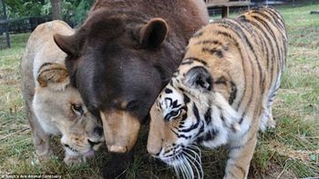 un tigre, un oso y un leon se convirtieron en una familia muy poco tradicional un tigre, un oso y un leon se convirtieron en una familia muy poco tradicional