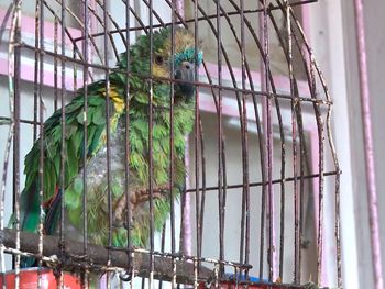 Usaban un loro soplón para vender drogas en su casa de La Boca: la Policía los detuvo