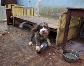 Rescataron a 20 perros en un criadero ilegal