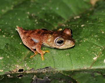 Un grupo de científicos encuentra 60 nuevas especies de animales