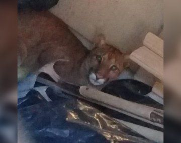 Los pumas son animales poco sociables, pero este ejemplar encontrado en Armstrong, Santa Fe, estaba flaco y perdido