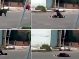 Un perro se queda al lado de su amigo atropellado en Córdoba Un perro se queda al lado de su amigo atropellado en Córdoba