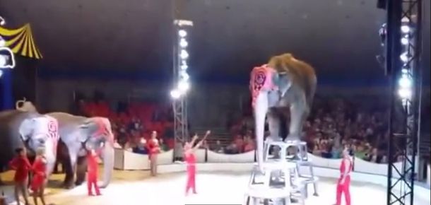 VIDEO: Elefantes ayudan a compañero que cayó durante acto circense