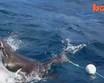 Mirá a dos tiburones pelearse