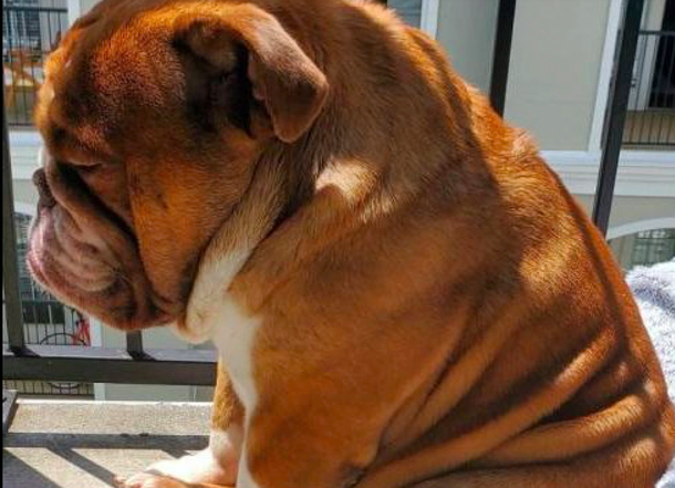 La tierna postal de bulldog que está triste por la cuarentena que se hizo viral