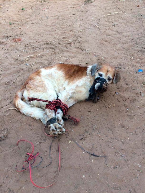 Indignante: abandonaron a un perro amordazado y atado con cables en un baldío