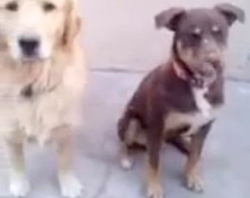 Así obedece un perro decente a su dueño