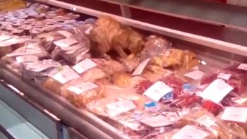 un gato sibarita que come mariscos un gato sibarita que come mariscos