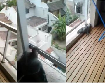 El rescate de una paloma atrapada en un balcón que se volvió viral: terminó muy mal