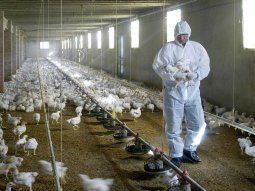 Gripe aviar: refuerzan los controles en las fronteras de Entre Ríos y Uruguay