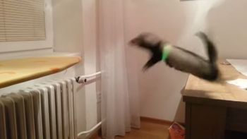 mira el video del salto fallido de un huron mira el video del salto fallido de un huron