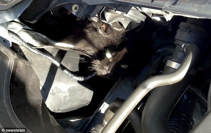 Una gata sobrevive dos semanas atrapada bajo el capó del auto