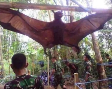 Atraparon un gigantesco murciélago de casi dos metros