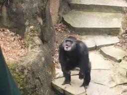 Un chimpancé le tiró excrementos en el rostro a una señora Un chimpancé le tiró excrementos en el rostro a una señora
