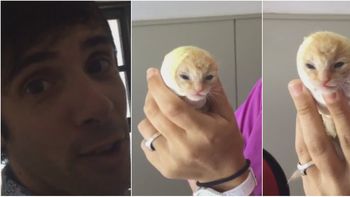 video: asi se recupera la gatita que rescato robertito funes video: asi se recupera la gatita que rescato robertito funes