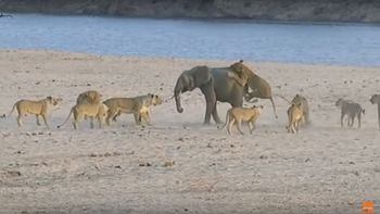 un pequeno elefante lucho contra 14 leonas: mira quien gano un pequeno elefante lucho contra 14 leonas: mira quien gano