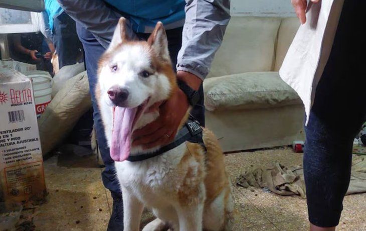 Drako estuvo un mes encerrado dentro de una casa