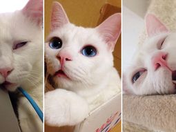 Conocé al gato más feo cuando duerme