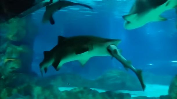 Un tiburón hembra se comió a su compañero de hábitat en un acuario