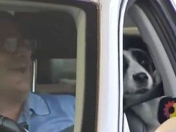 Una perra casi muerde en vivo a Giuli Salguero en pleno móvil: No la deje suelta