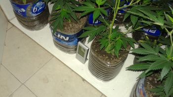 valeria del mar: iban por violencia de genero y hallan un vivero de marihuana valeria del mar: iban por violencia de genero y hallan un vivero de marihuana