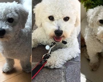 Robaron a la perro Ollie