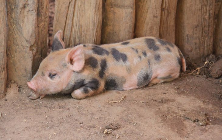 Sorpresa por el nacimiento de un cerdo con dos hocicos