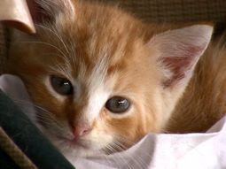 lanzan el primer festival de videos de gatos en internet lanzan el primer festival de videos de gatos en internet