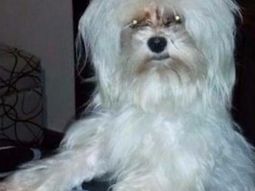 Les robaron el auto con su mascota, Rocco, adentro - Crédito: www.0223.com.ar Les robaron el auto con su mascota, Rocco, adentro - Crédito: www.0223.com.ar