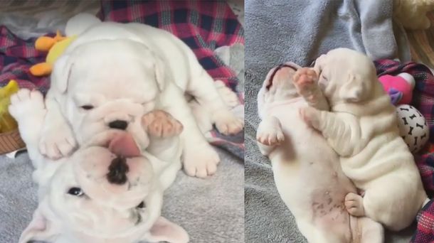 La ternura de los cachorritos