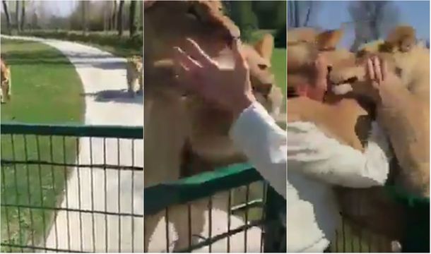 El video de la mujer que crió a dos leonas y las fue a visitar siete años después era mentira