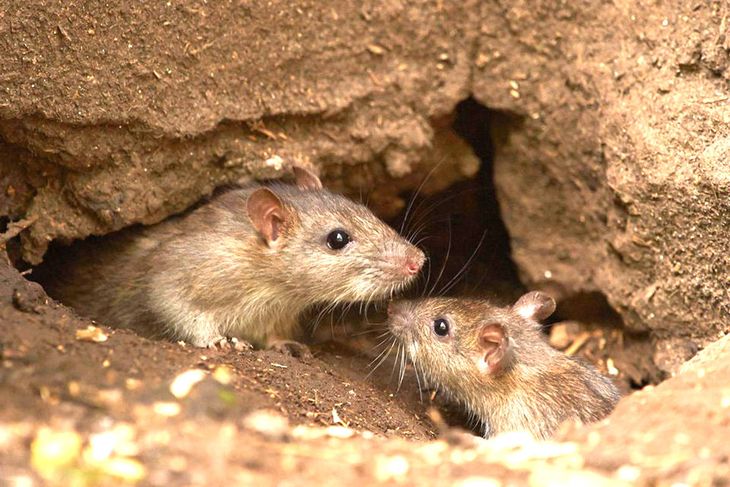 Las ratas son las transmisoras del hantavirus