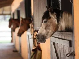 Alerta por un virus que afecta a los caballos y contagia humanos