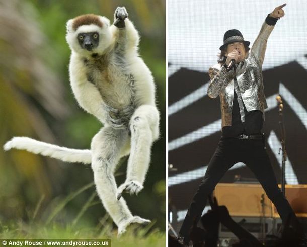 Un animal copió todos los movimientos de Mick Jagger al bailar