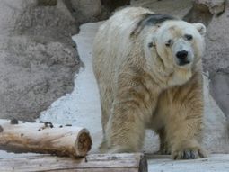 Foto: gentileza El Sol Foto: gentileza El Sol