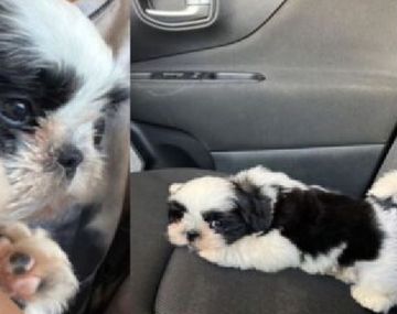 Asalto a la casa de un ex Independiente: se llevaron hasta el perro