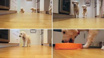 el crecimiento de dos perros golden retrievers el crecimiento de dos perros golden retrievers