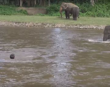 Un elefante corre a ayudar a un hombre que se ahogaba