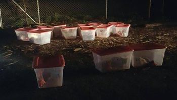 Los gatitos estaban encerrados en cajas Los gatitos estaban encerrados en cajas