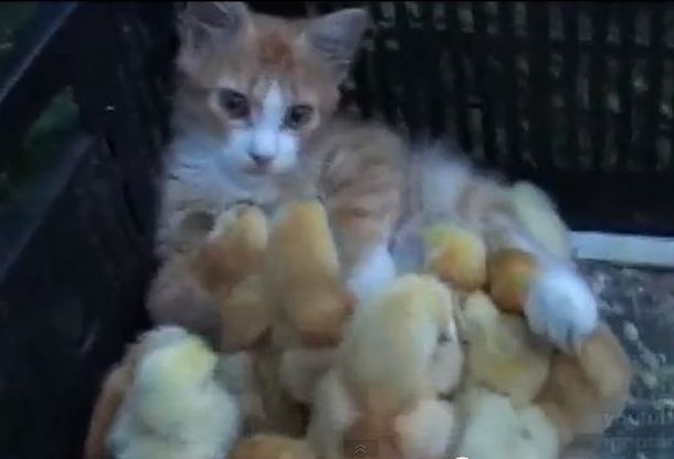 La hermandad de una gatita con varios pollitos recién nacidos