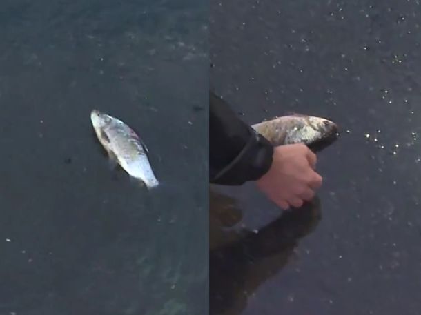 Rescate viral: un notero de TN salvó a un pez que agonizaba en el asfalto de Palermo