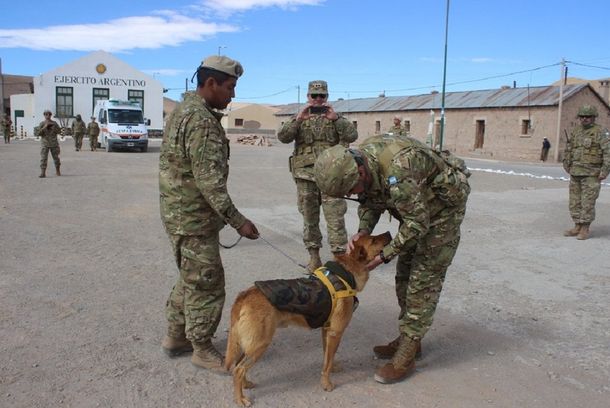 Perro del ejército ascendido a sargento
